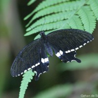 Papilio polytes Linnaeus, 1758